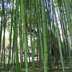 Bamboo Shoots and Business Models